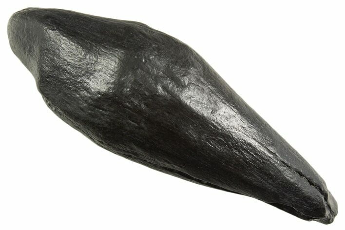 Fossil Sperm Whale (Scaldicetus) Tooth - South Carolina #340757